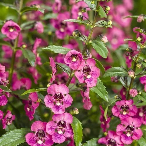 Summer Snapdragon Angelface Perfectly Pink <br/> <i>Angelonia angustifolia</i>