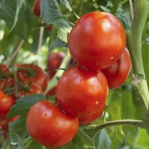 Tomato, Rutgers Heirloom ORGANIC <br/> <i>Solanum lycopersicum</i>