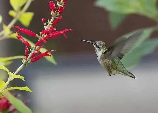 Sage, Pineapple ORGANIC <br/> <i>Salvia elegans</i>