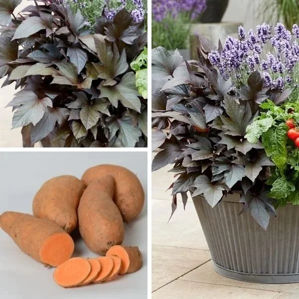 Sweet Potato Vine Manihi <br/> <i>Ipomoea batatas</i>