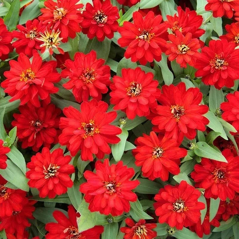 Zinnia Profusion Red <br/> <i>Zinnia angustifolia x elegans</i>
