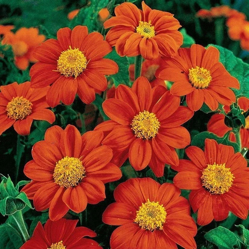 Mexican Sunflower ‘Torch‘ <br/> <i>Tithonia diversifolia</i>