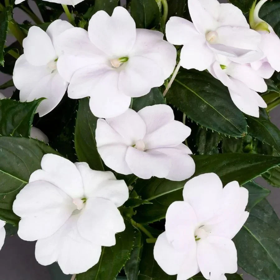 Sunpatiens Compact White <br/> <i>Impatiens x hybrida</i>