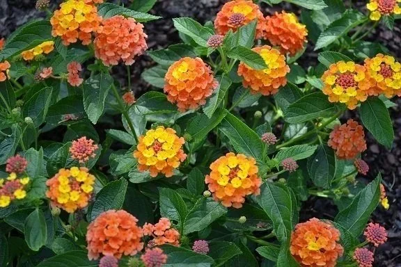 Lantana Landmark Citrus <br/> <i>Lantana camara</i>