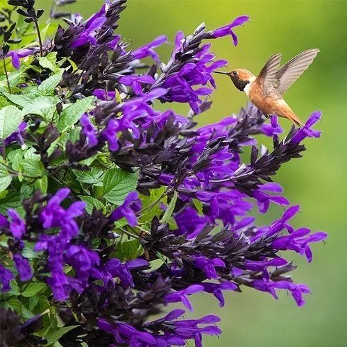 Salvia Bodacious Hummingbird Falls <br/> <i>Salvia hybrida</i>
