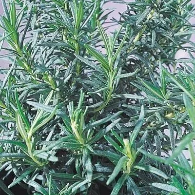 Rosemary <br/> <i>Rosmarinus officinalis</i>