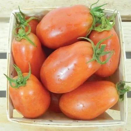 Tomato, San Marzano Heirloom ORGANIC <br/> <i>Solanum lycopersicum</i>