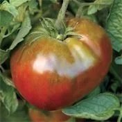 Tomato, Black Krim ORGANIC <br/> <i>Solanum lycopersicum</i>