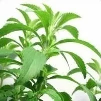 Stevia <br/> <i>Stevia rebaudiana</i>