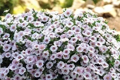 Supertunia Vista Silverberry <br/> <i>Petunia hybrid</i>
