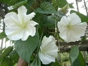 Vine Moonflower <br/> <i>Ipomoea alba</i>
