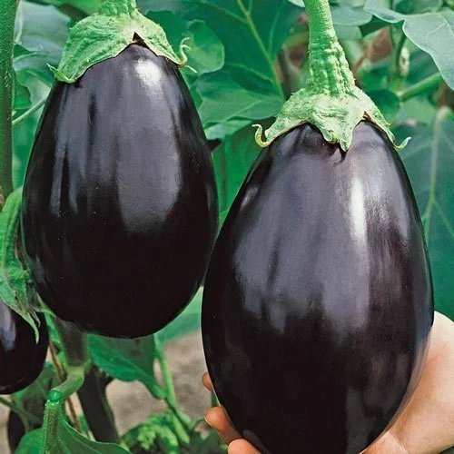 Eggplant, Black Beauty <br/> <i>Solanum melongena</i>