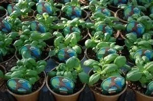 Basil, Genovese <br/> <i>Ocimum basilicum</i>