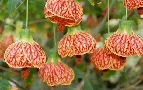 Biltmore Ballgown Flowering Maple <br/> <i>Abutilon ‘Biltmore Ballgown‘</i>