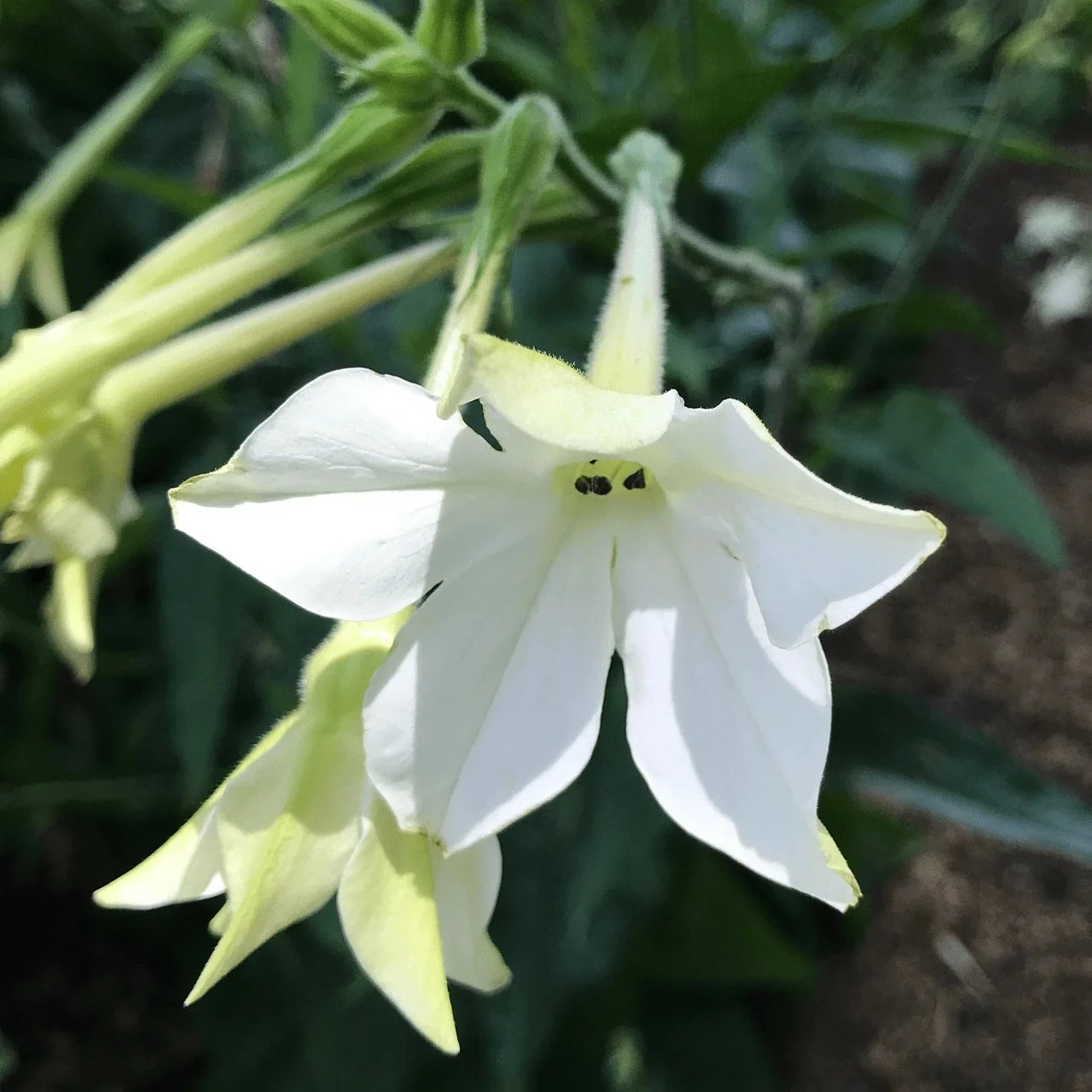 Woodland tobacco, alata <br/> <i>Nicotiana alata</i>