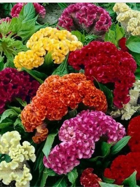 Celosia Cockscomb, ‘Armor Mix‘ <br/> <i>Celosia cristada</i>