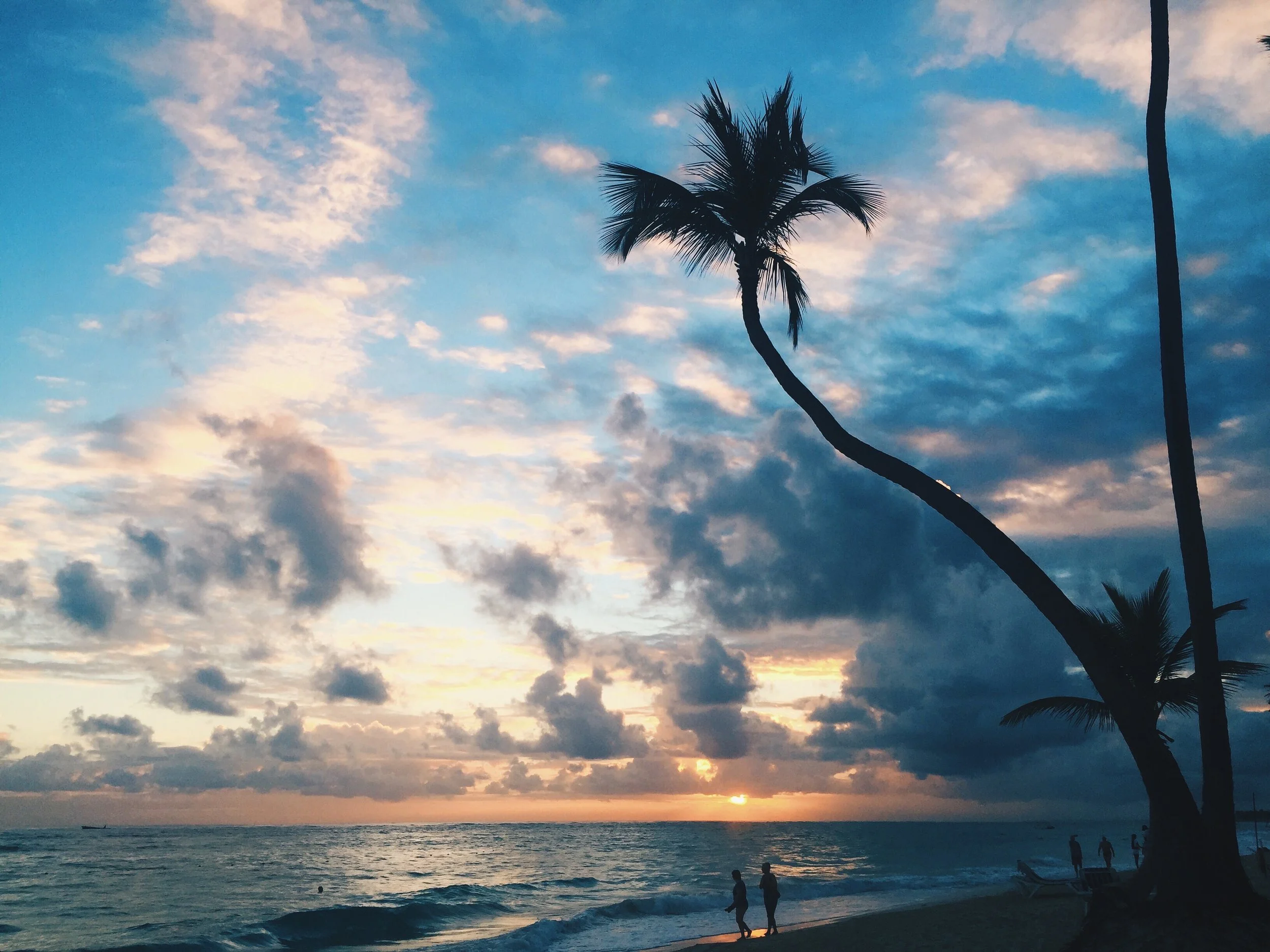 Palm and Sunset