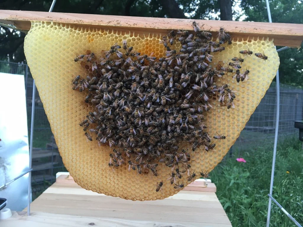 This is our first hive. It' s traditional to name the Queen, so this one is "Adrianne."