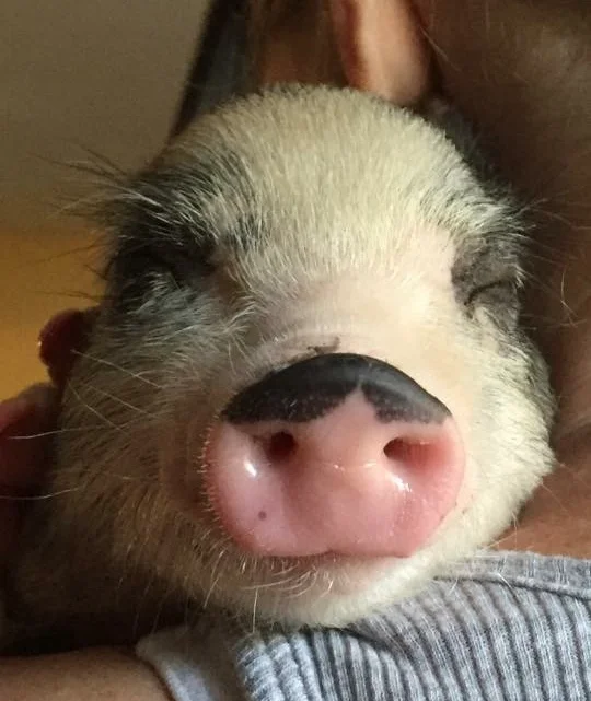 Olive Rose, the day we brought her home at 6 weeks old. Who wouldn't love that face??
