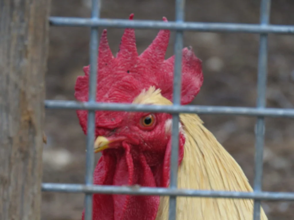 Storm, our lone rooster, has over 30 girlfriends to call his own. 
