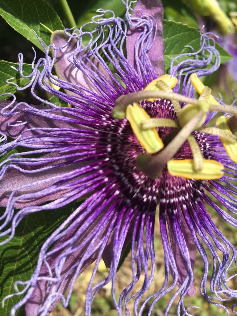 passion vine.jpg