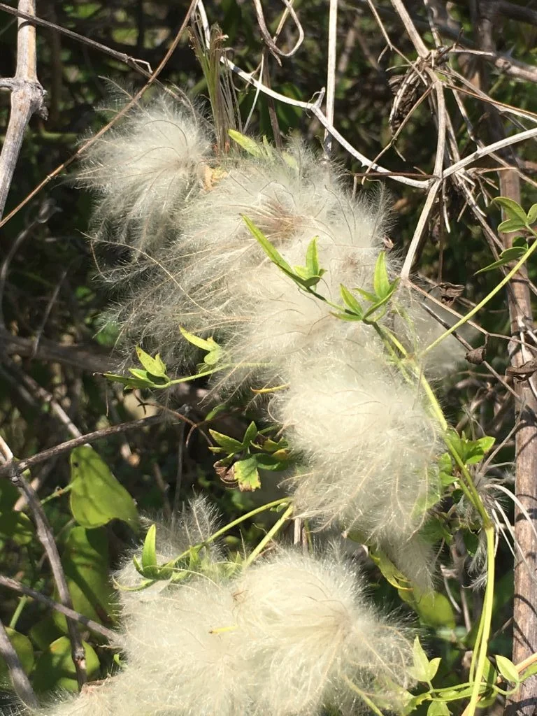 I don't know what this plant is. I should really know what this plant is.