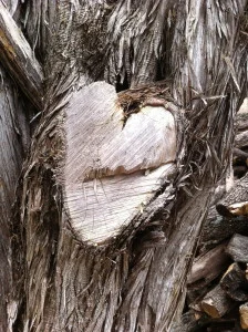 Heart in Tree.jpg