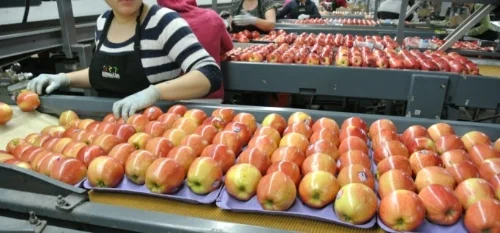Fuji apples in the packinghouse
