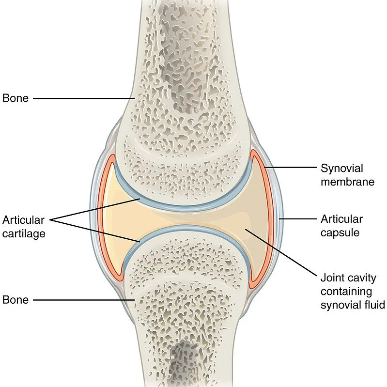 By OpenStax College - Anatomy & Physiology, Connexions Website. http://cnx.org/content/col11496/1.6/, Jun 19, 2013., CC BY 3.0