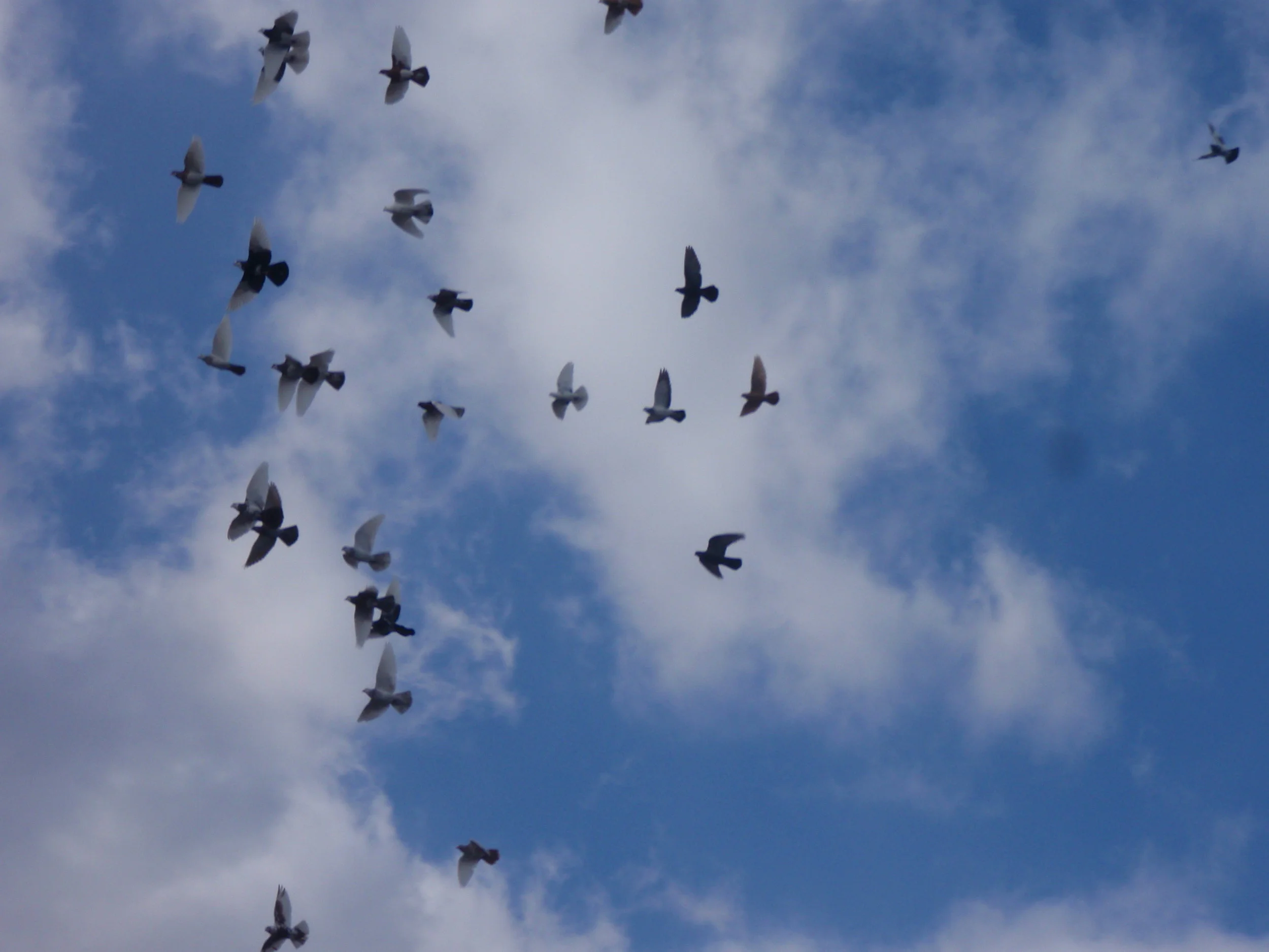 FlyBy24x36.jpg