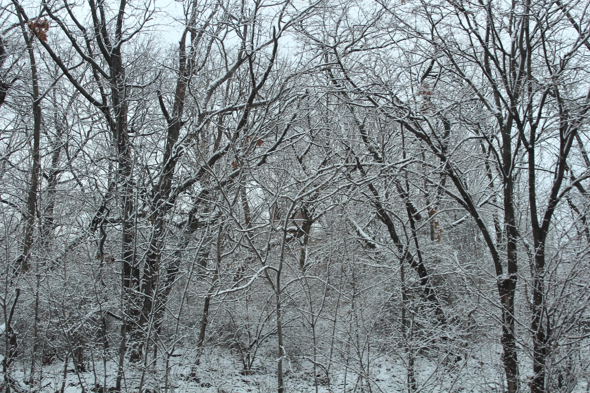 IMG_3440.jpg