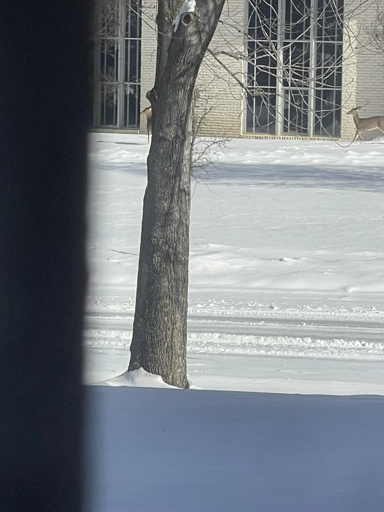 Animal Sightings : Oh Deer!… (1.7.25)