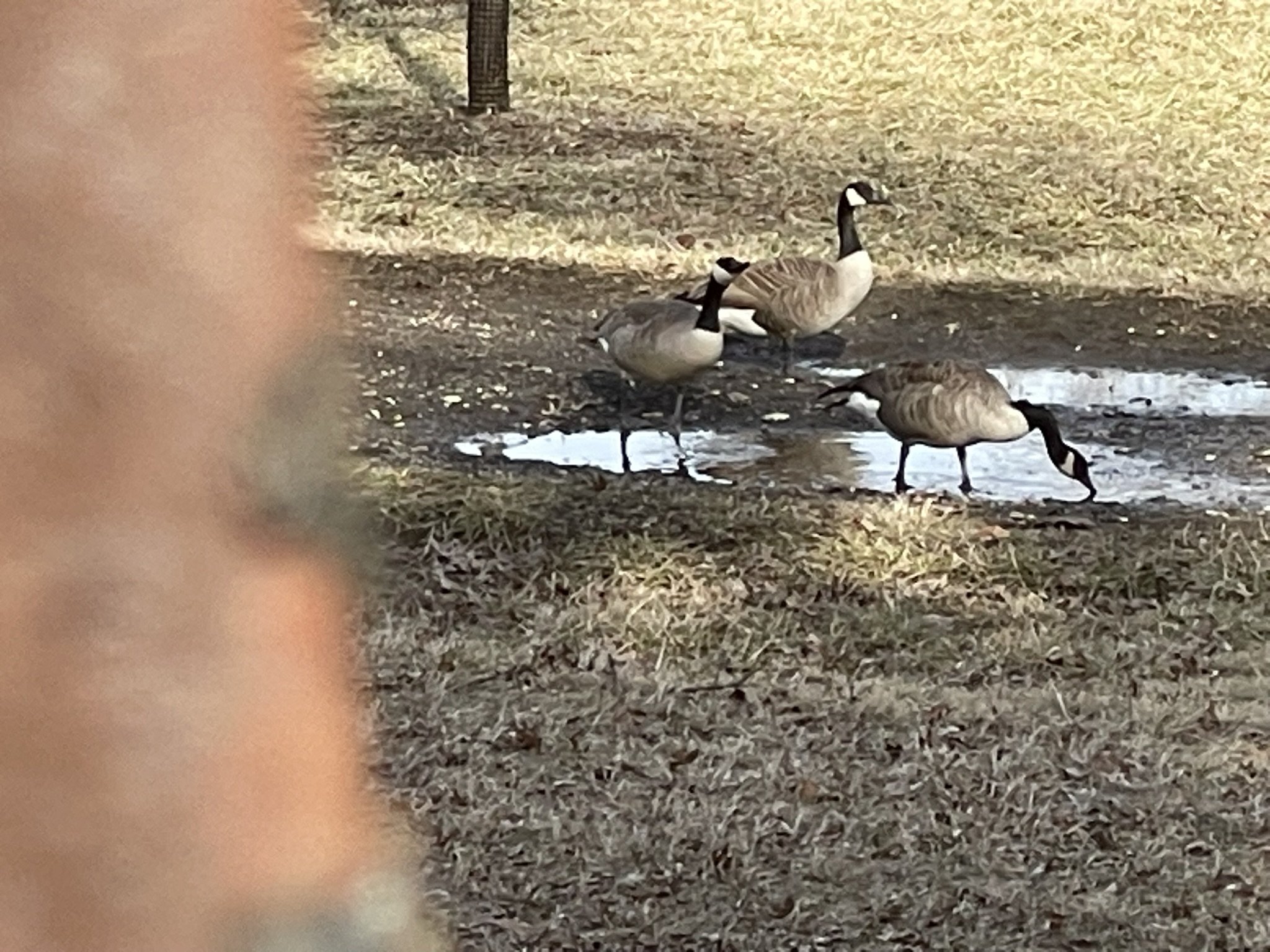 Animal Sightings : Geese, Geese, Geese!!! (1.30.25)