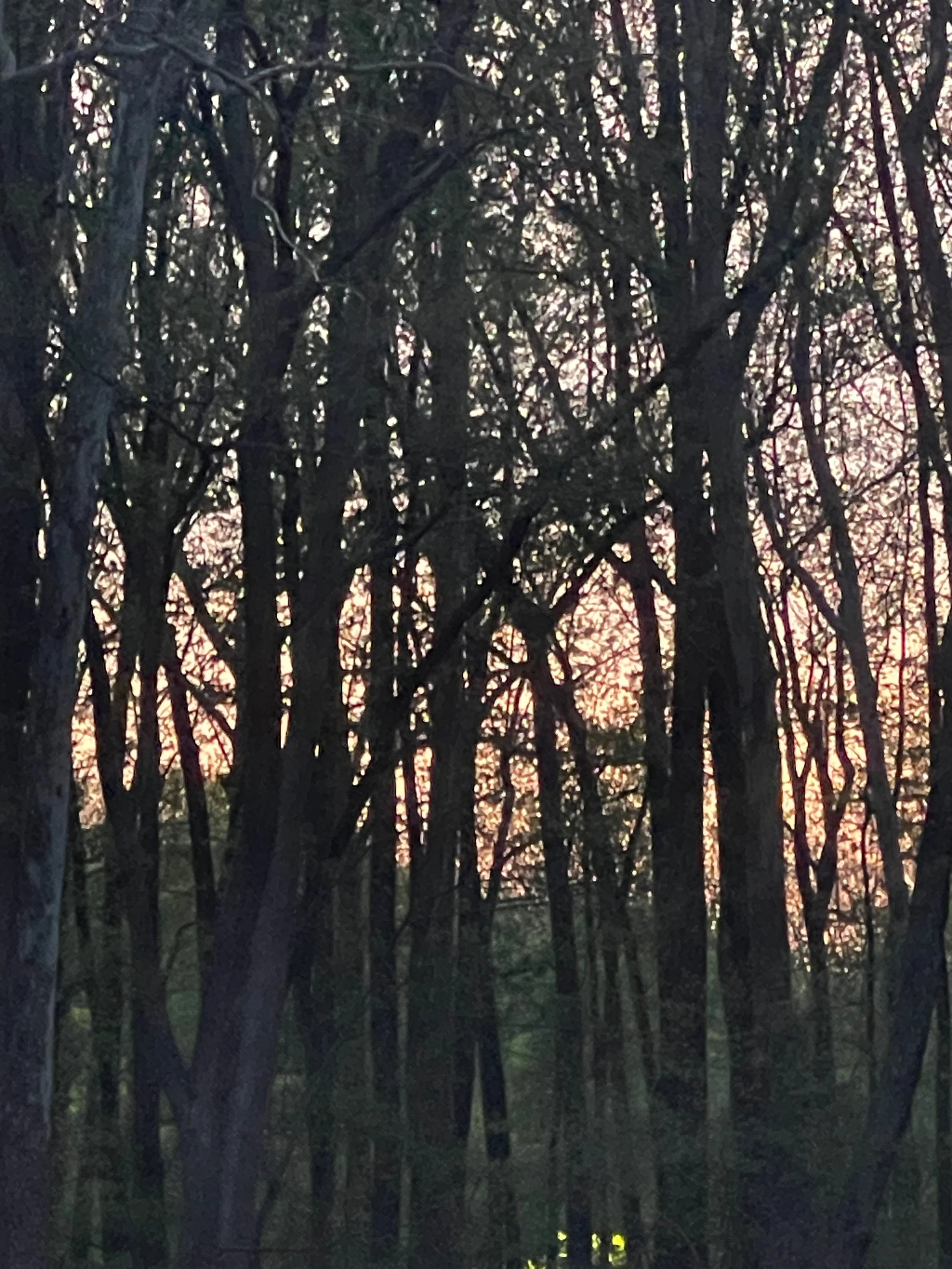 Daily Operation - April 2025