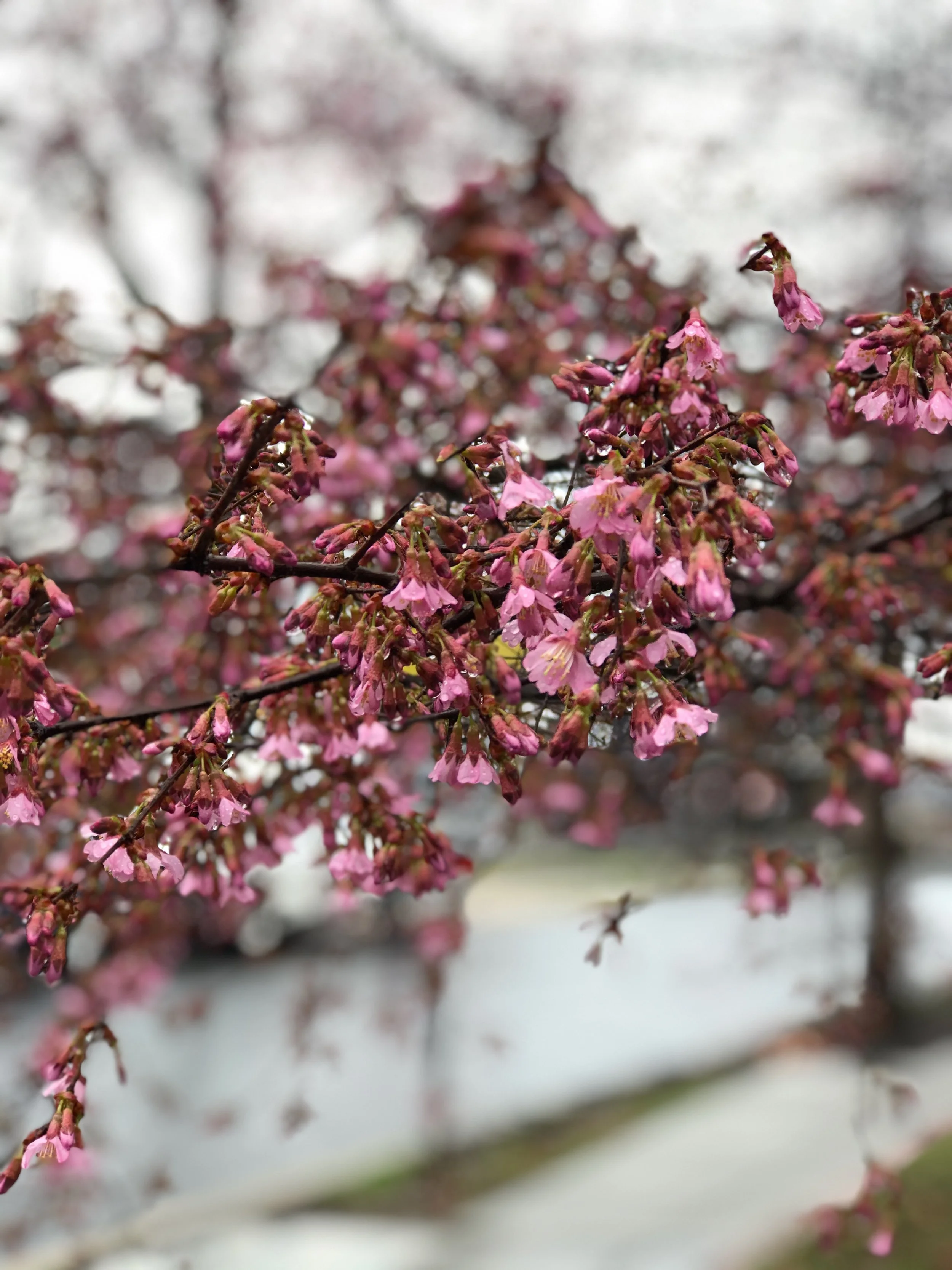 Trinidad, Northeast - Washington, D.C.