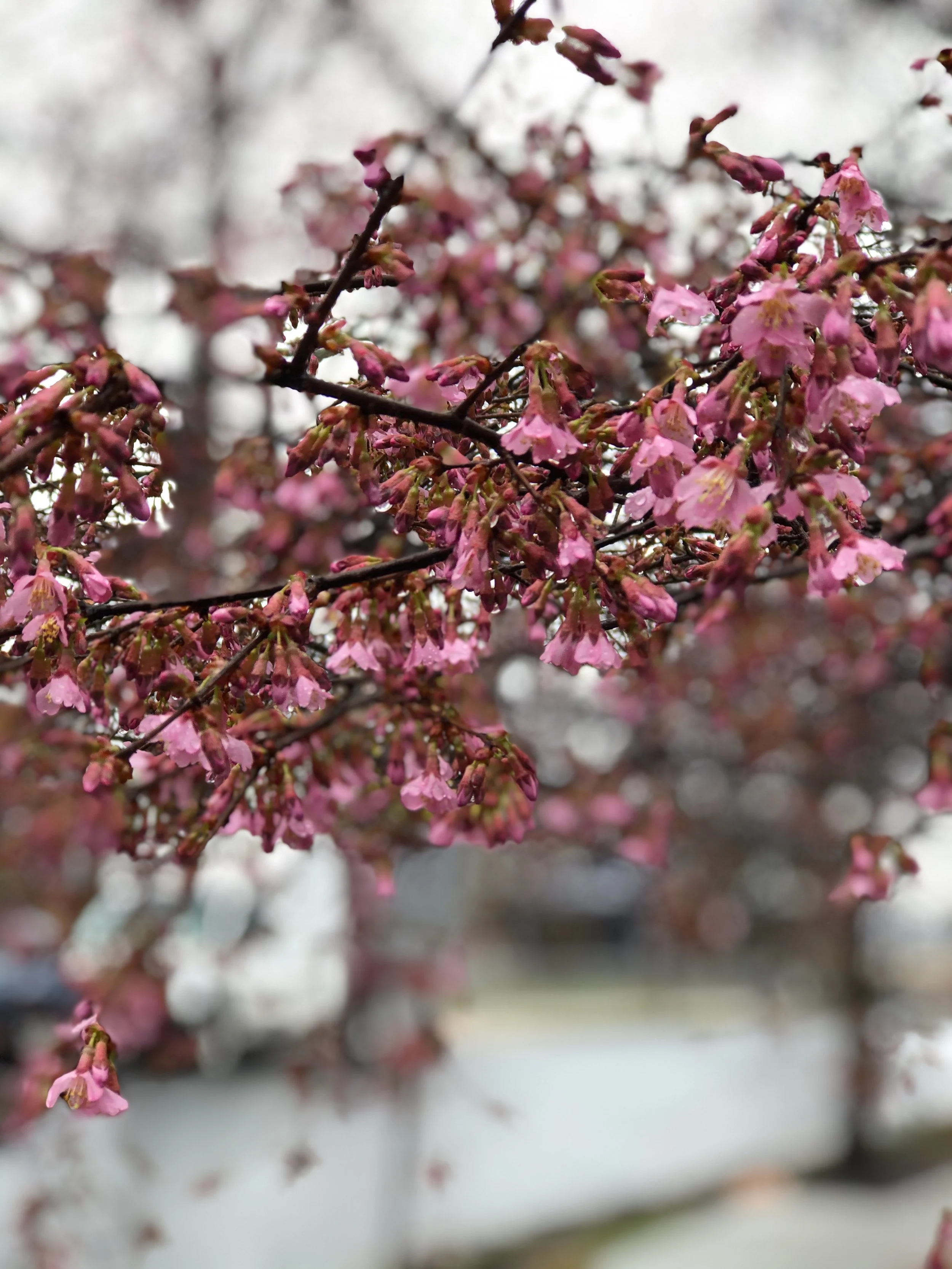 Trinidad, Northeast - Washington, D.C.