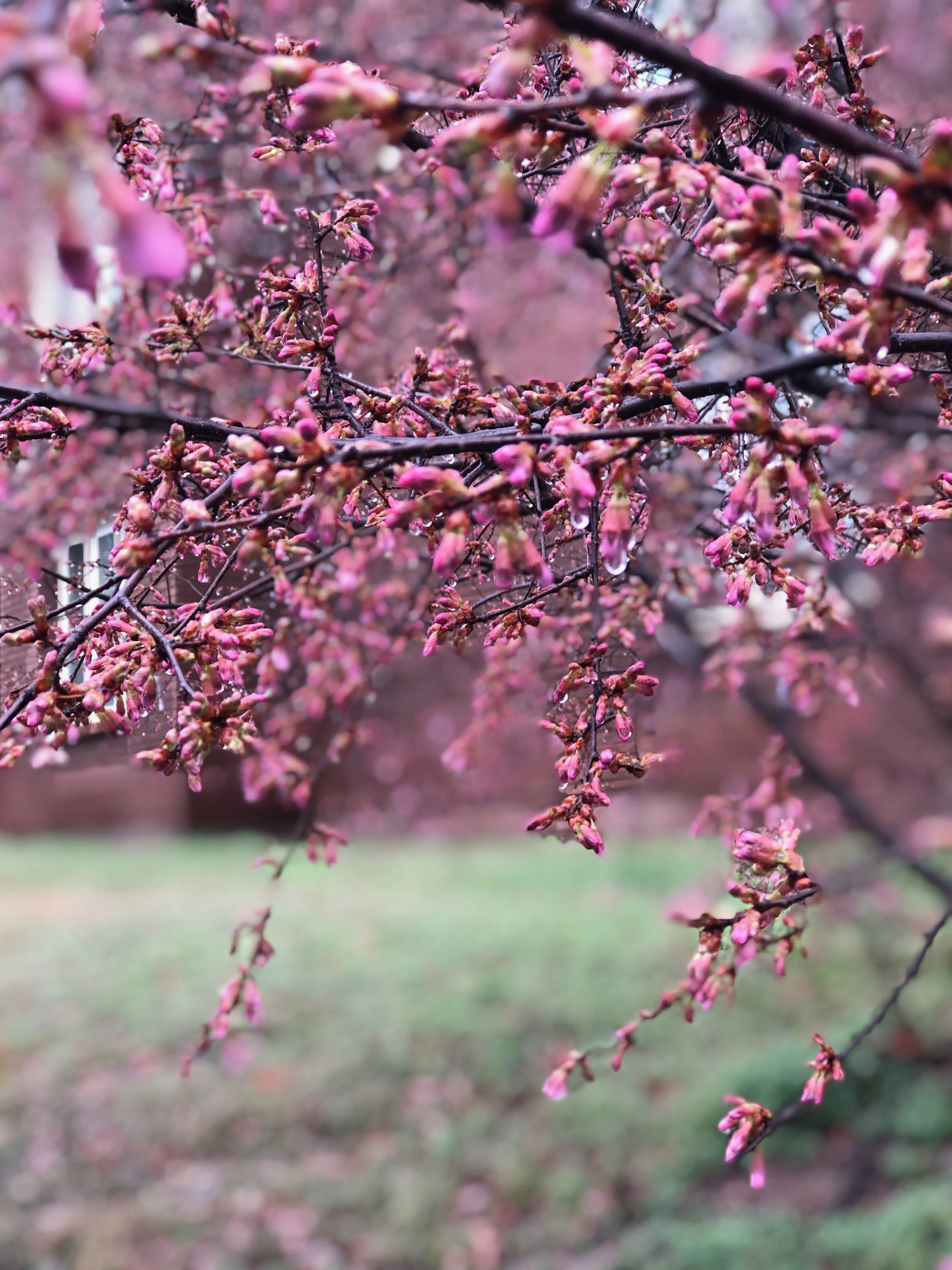 Trinidad, Northeast - Washington, D.C.