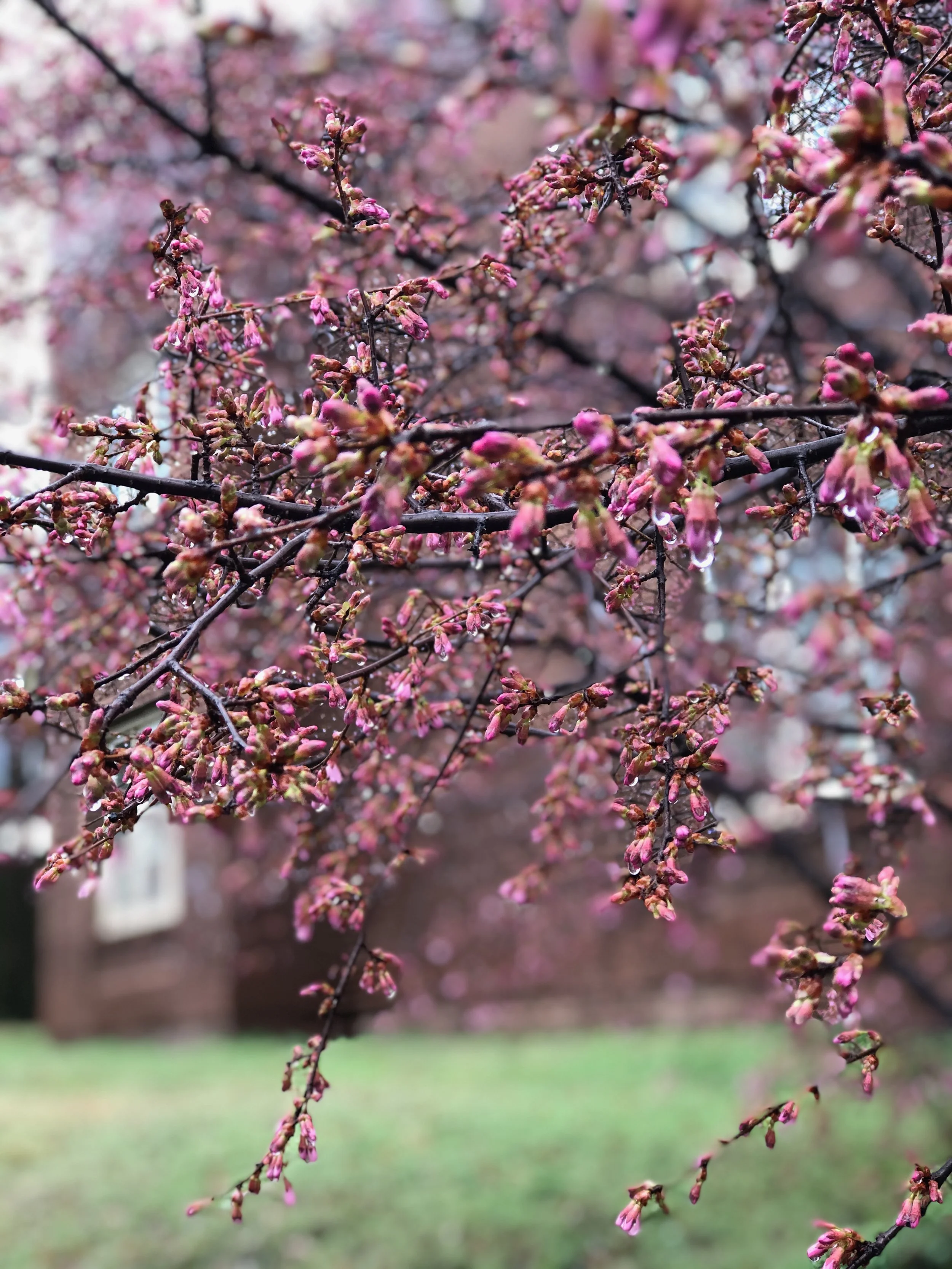 Trinidad, Northeast - Washington, D.C.