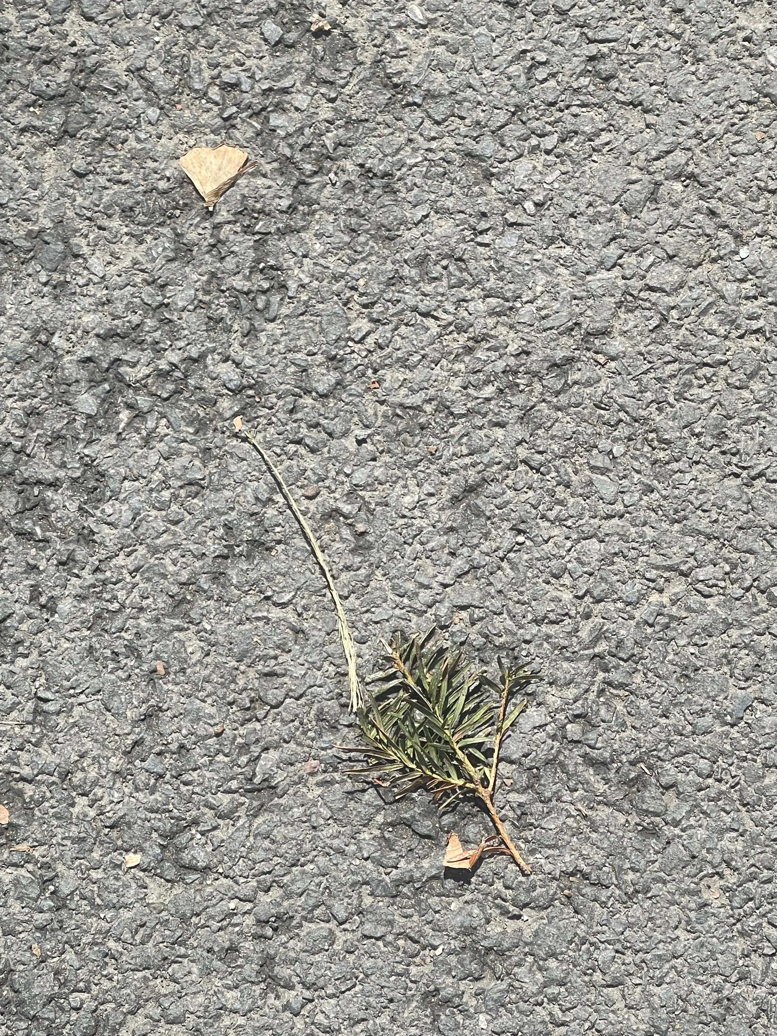 E 138th st. &amp; Madison Ave. - Harlem, USA