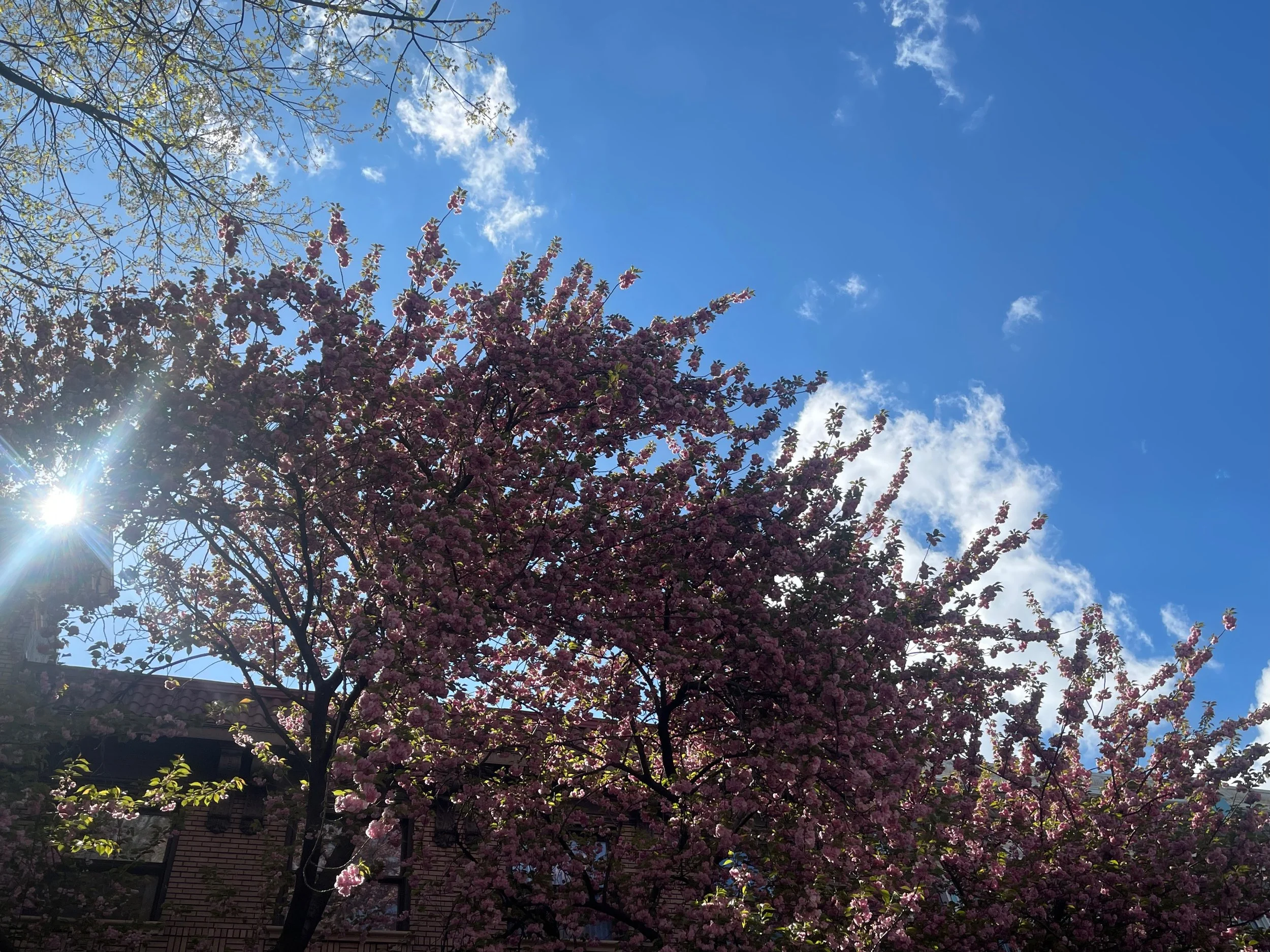 Woodley Park, Northwest - Washington, DC