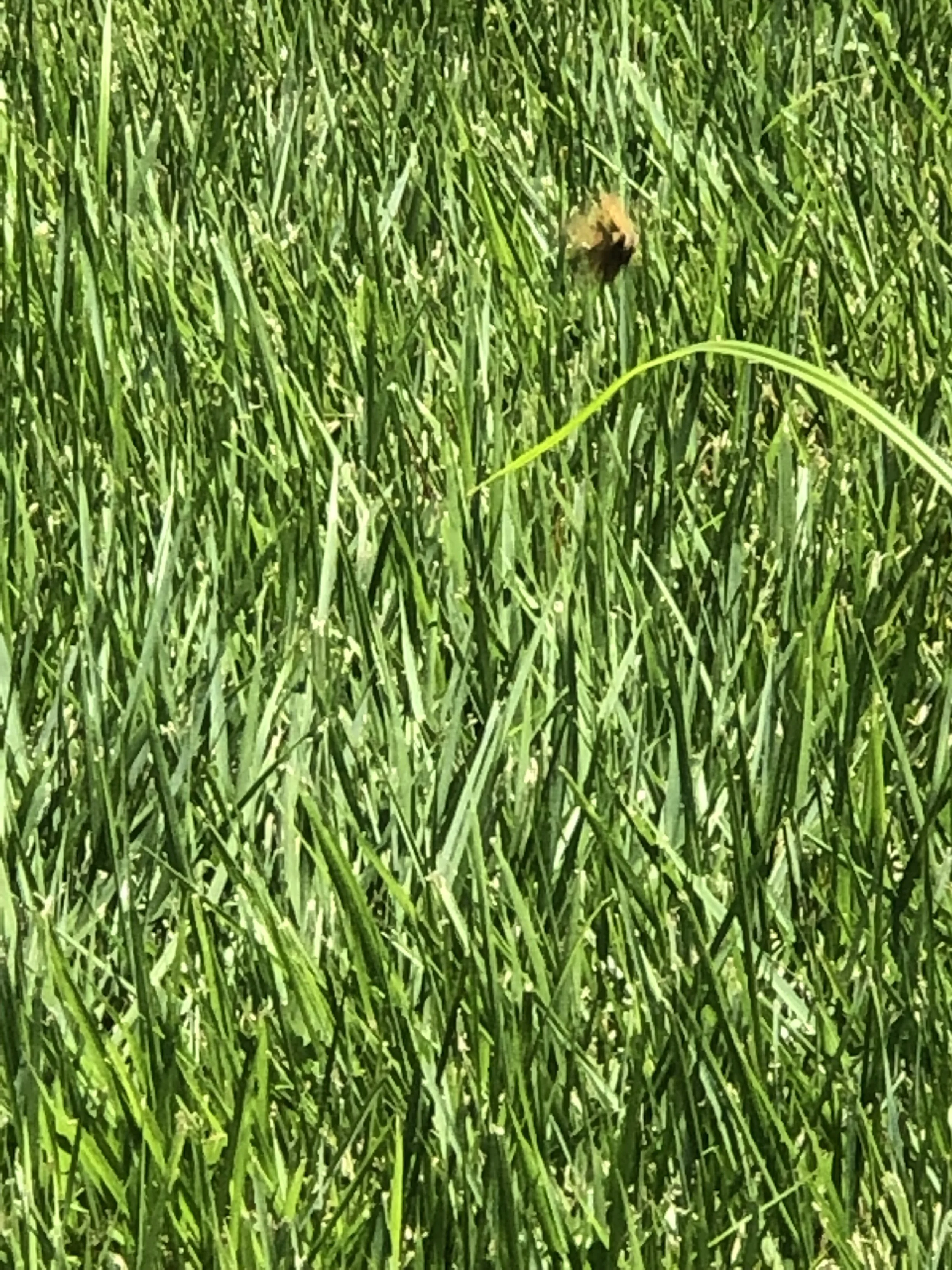 Daily Operation ⏪️ July 2019