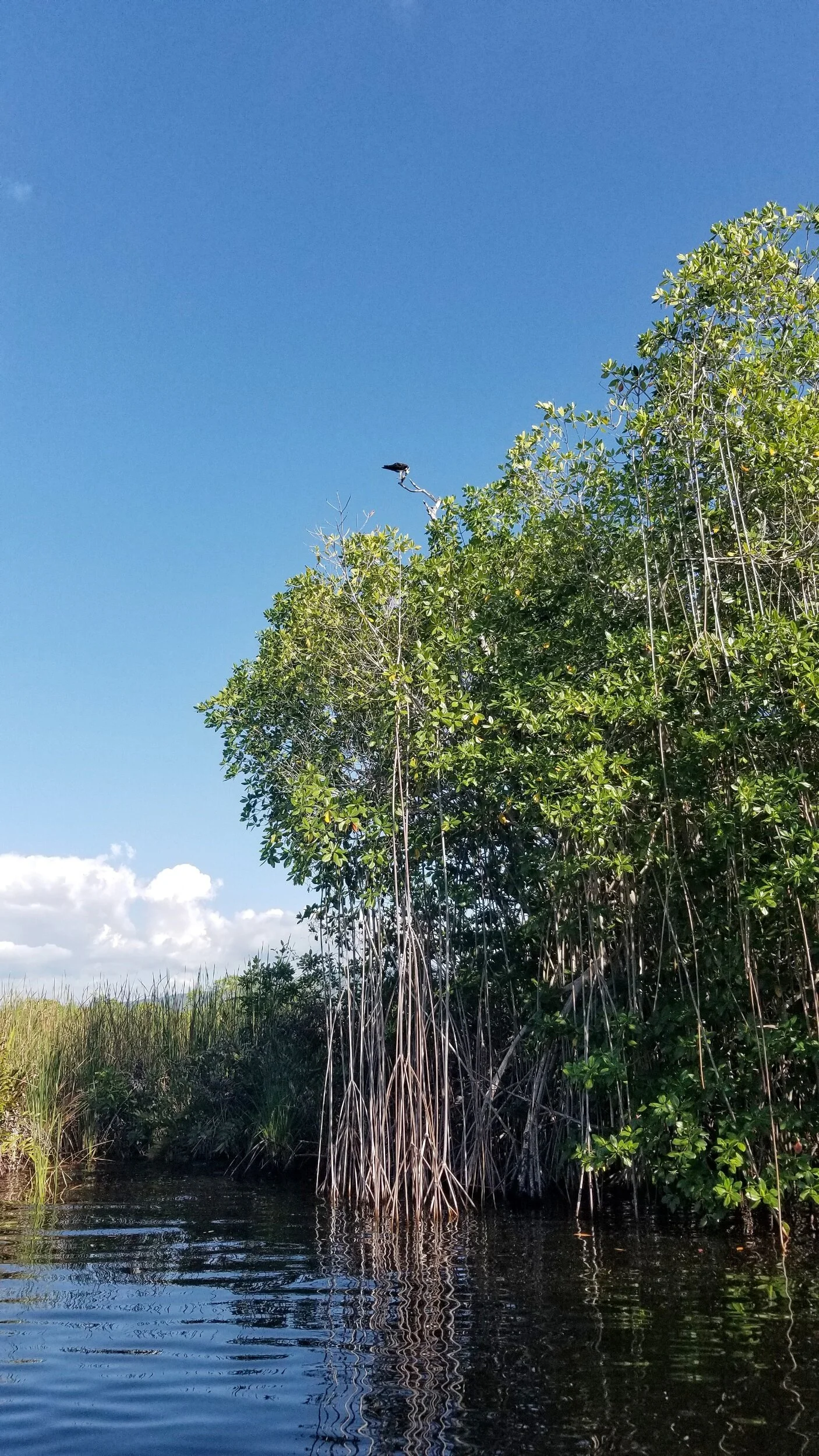 You can hardly see it but its an Osprey also known as river hawk, fish hawk or sea hawk . We were lucky to see it according to Luke