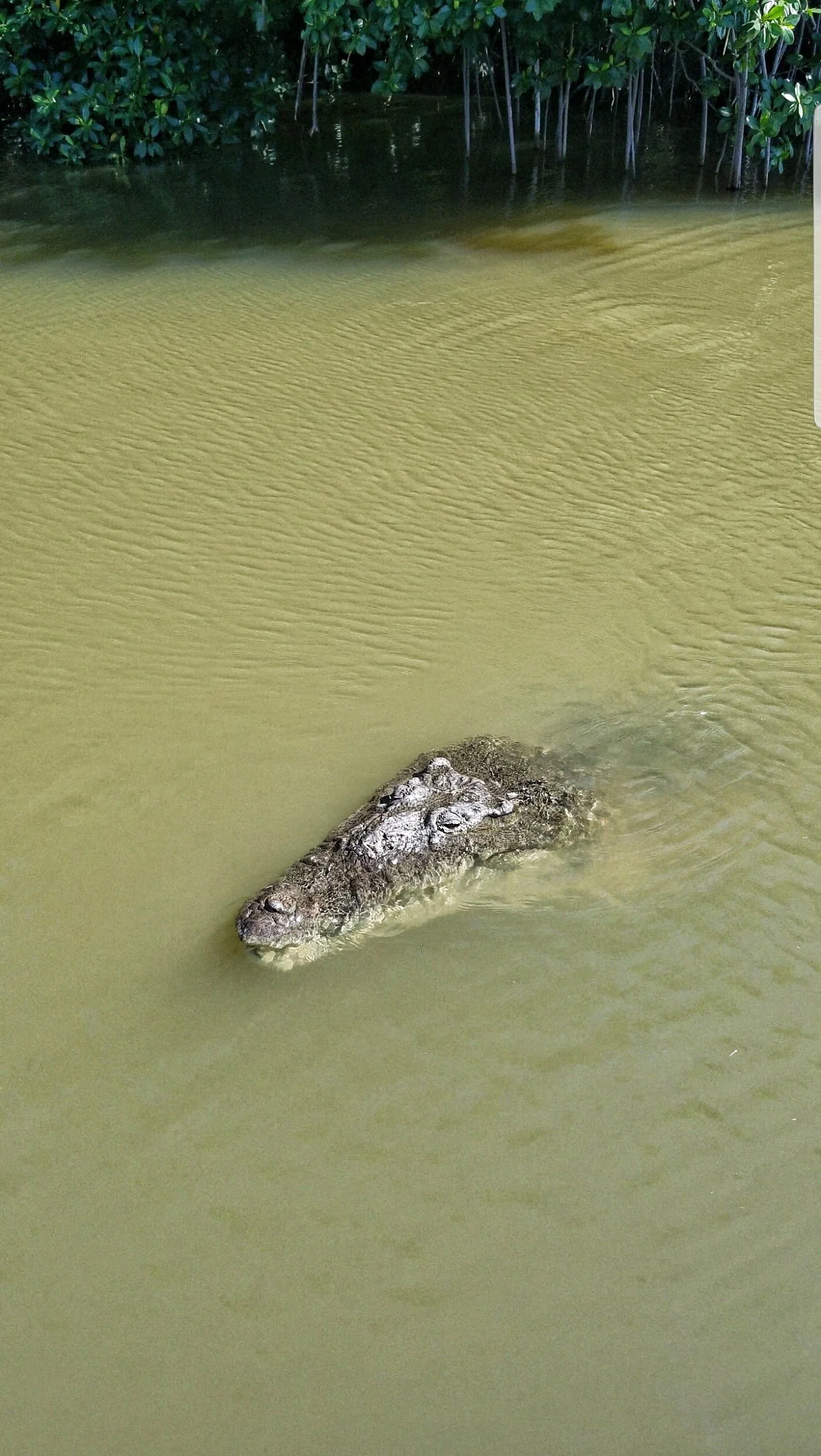 THE FIRST CROC WE SAW