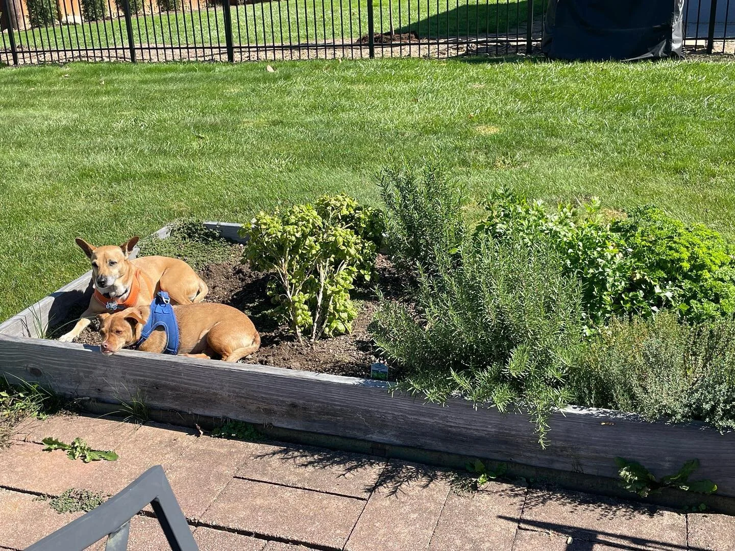 Herb garden dogs #puertoricanrescue
