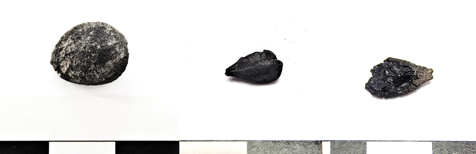 figure 3. sample of carbonized fruit seeds from feature 341. left to right: plum (prunus domestica), apple or pear (malus sp.), squash (cucurbita sp.) 1 cm scale.