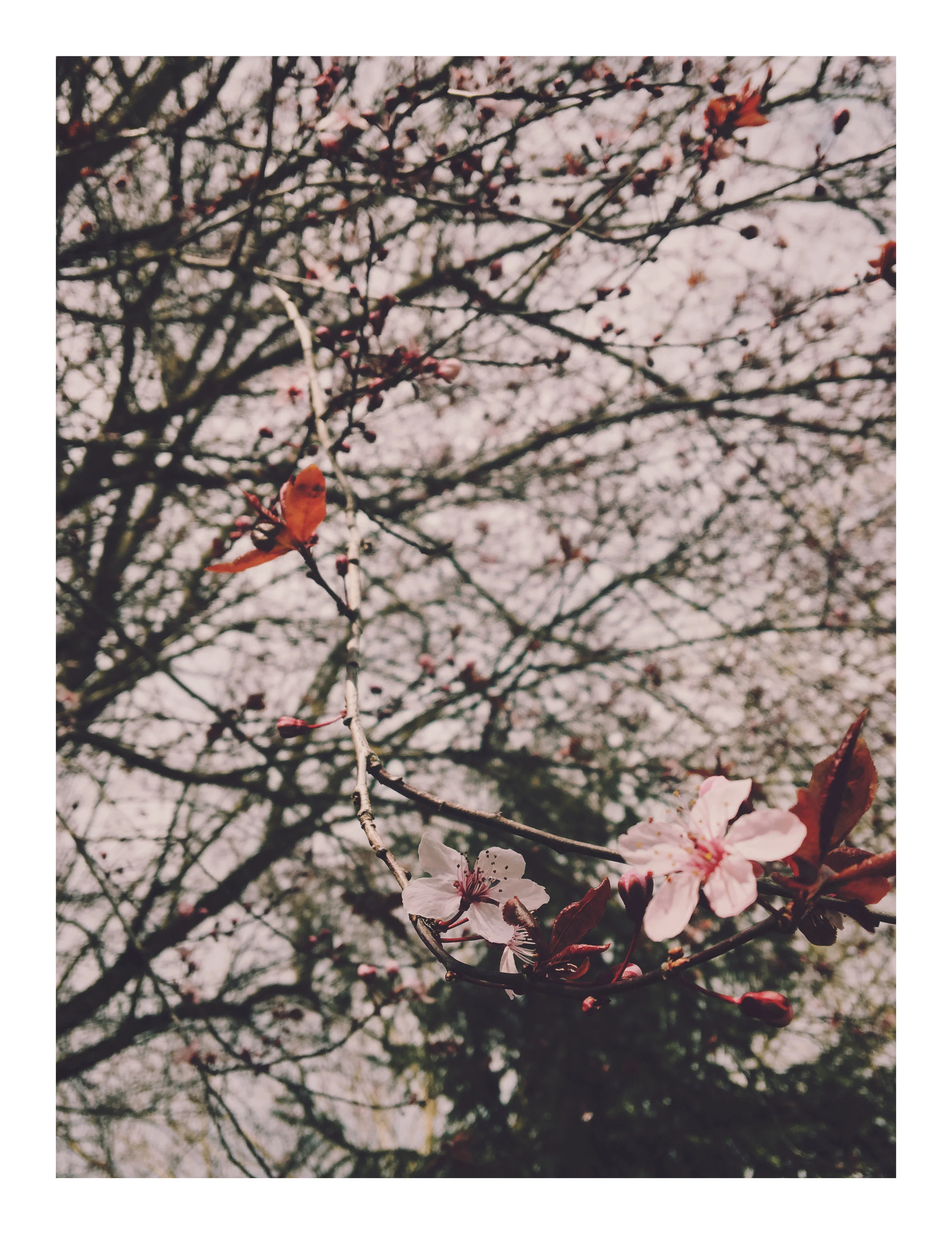 Spring Patterns 1 Now Available Digitally