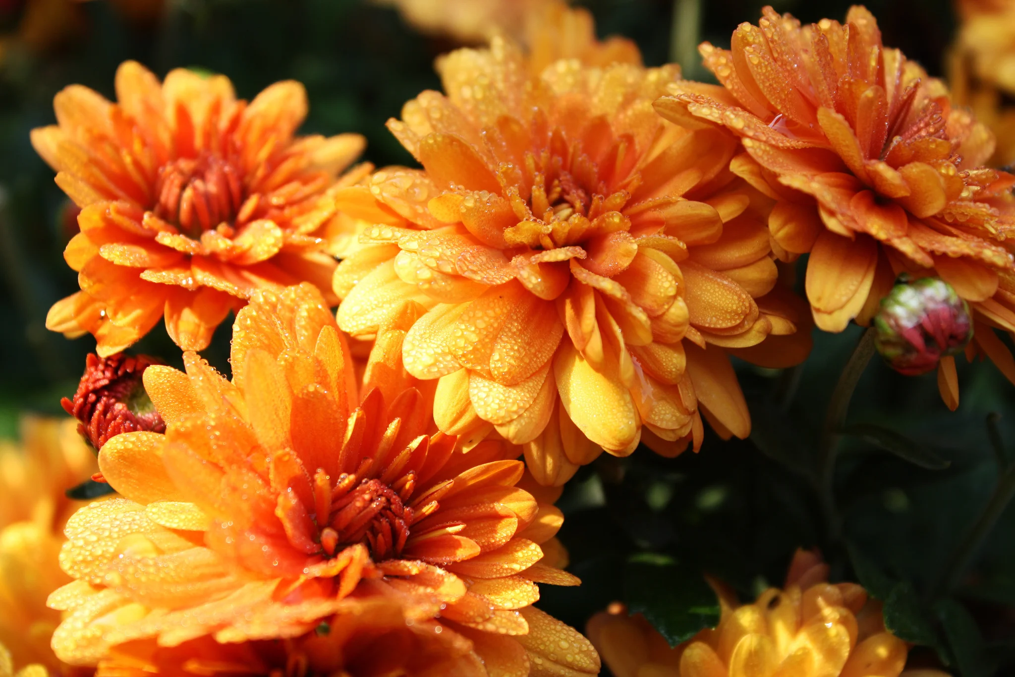 best orange flowers_o.JPG