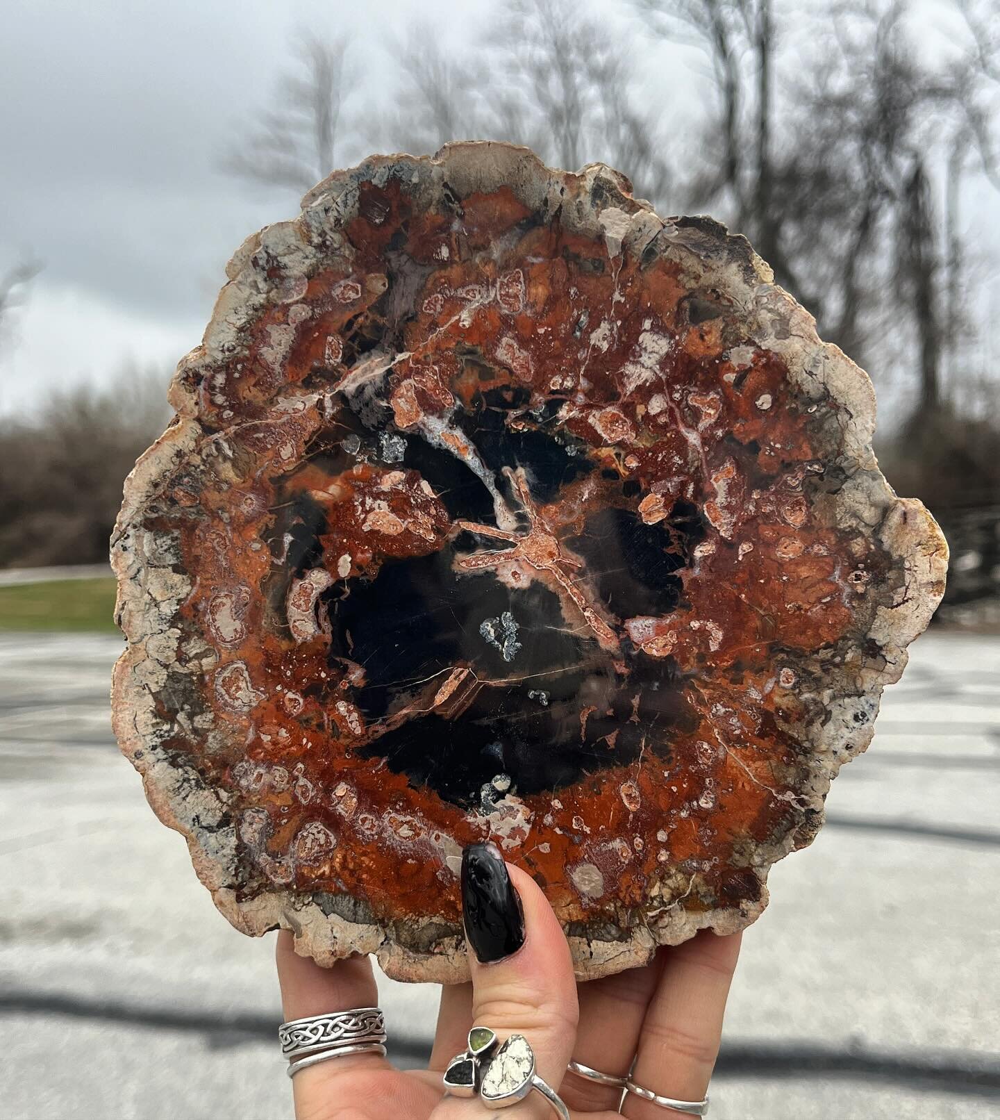 At first I was afraid, I was petrified! Petrified wood that is🪵😉