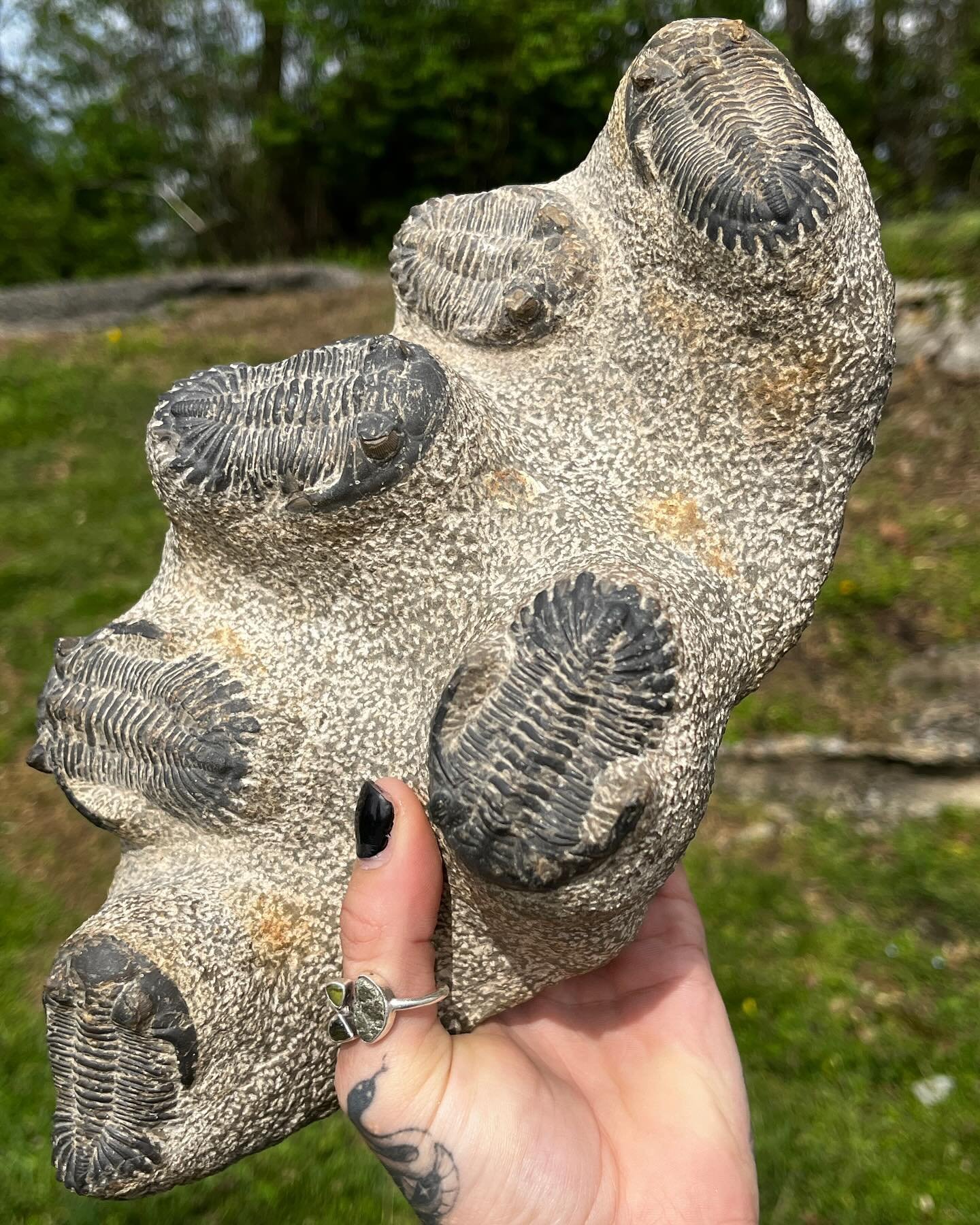 Trilobite cluster anyone?
