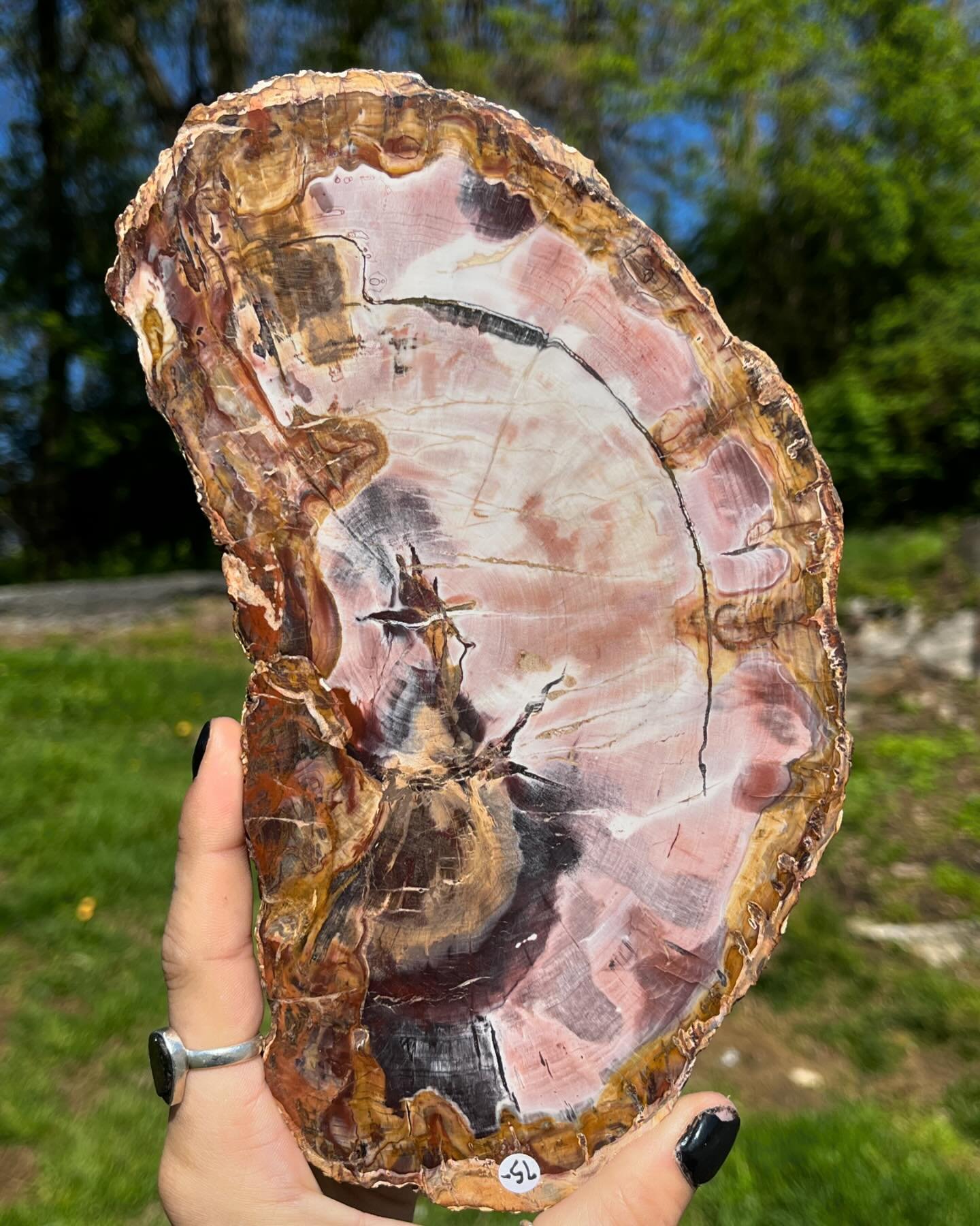 Petrified Wood somehow resembling a cut of meat? Anyone else see a steak🥩